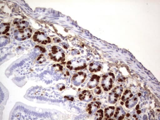 IdU / Iododeoxyuridine Antibody (clone 1F4)