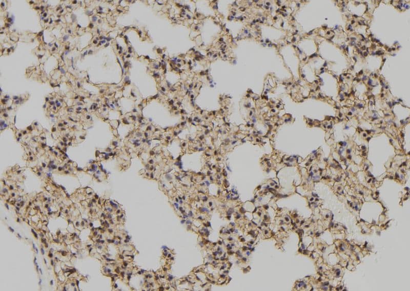 GLRX / Glutaredoxin Antibody