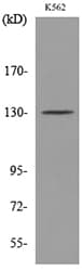 ICAM3 / CD50 Antibody