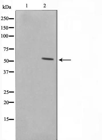 Polyclonal Rabbit anti-Human SMAD1 Antibody (IF, WB)