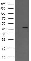 MAP2K1 / MKK1 / MEK1 Antibody (clone OTI1B4, Carrier-free)