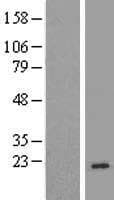 TP-2 / TNP2 Protein (Over-Expression Lysate Myc-DDK (Flag))