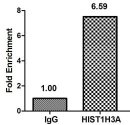 HIST1H3A Antibody