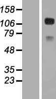 CD34 Protein (Over-Expression Lysate Myc-DDK (Flag))