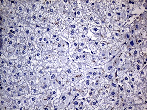 FAM151B Antibody (clone OTI1F5)