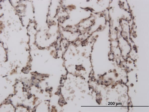 Monoclonal Mouse anti-Human FOXL1 Antibody (clone 2C2, IHC, WB)