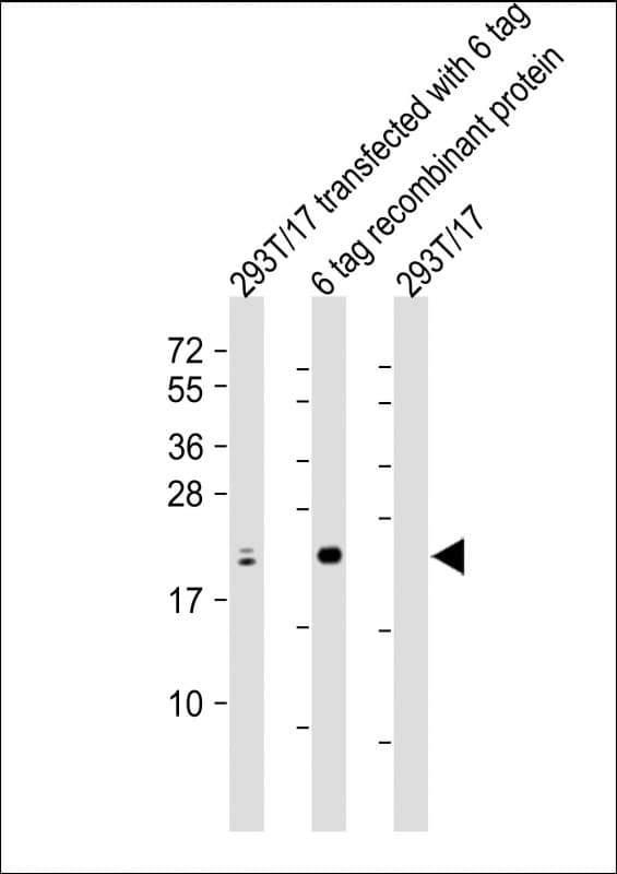 S1 Tag Antibody