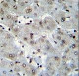 H2AFZ / H2A.z Antibody (aa59-86)