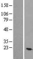 TEX30 / C13orf27 Protein (Over-Expression Lysate Myc-DDK (Flag))