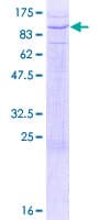 Human PTPRR Protein (Recombinant GST)