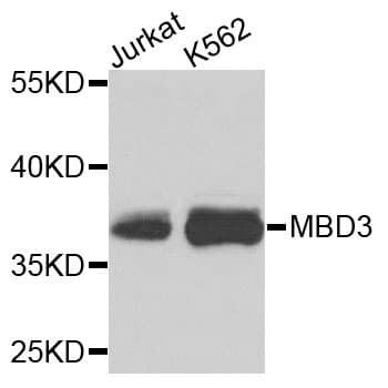 IHC-plus™ MBD3 Antibody