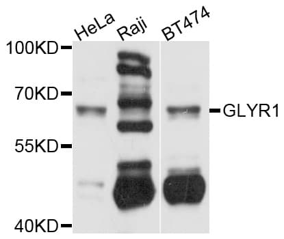 GLYR1 Antibody