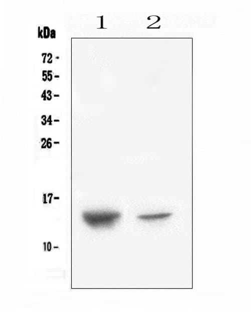 SDF1 / CXCL12 Antibody