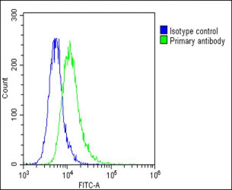 Polyclonal Rabbit anti-Human THBD / CD141 / Thrombomodulin Antibody (N-Terminus, WB)