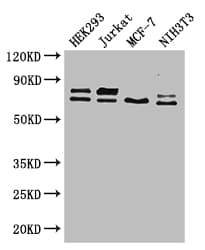 NF2 / Merlin Antibody