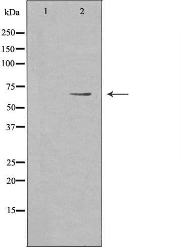 PWWP2B Antibody
