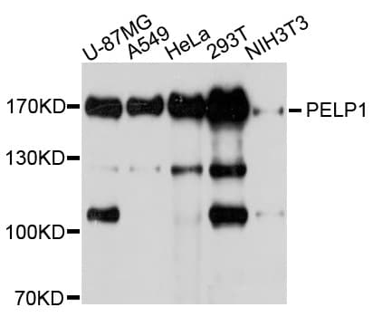 PELP1 Antibody