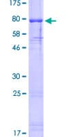 Human OLFM4 / Olfactomedin 4 Protein (Recombinant GST)