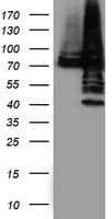 PDIA4 / ERP72 Antibody (clone OTI2E11)