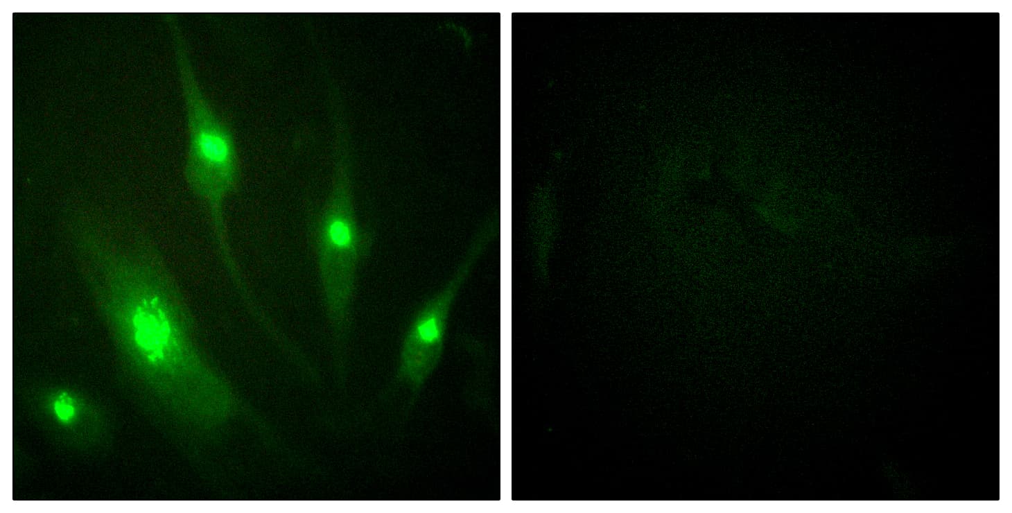 Polyclonal Rabbit anti-Human RACGAP1 / MGCRACGAP Antibody (aa353-402, IF, WB)