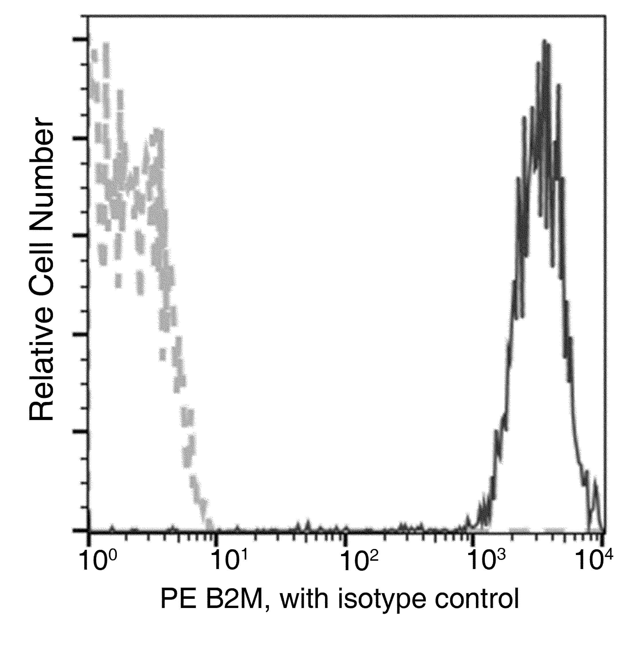 B2M / Beta 2 Microglobulin Antibody (clone 35, PE)