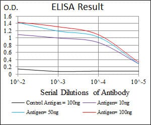Monoclonal Mouse anti-Human MYF6 / MRF4 Antibody (clone 5D7, WB)