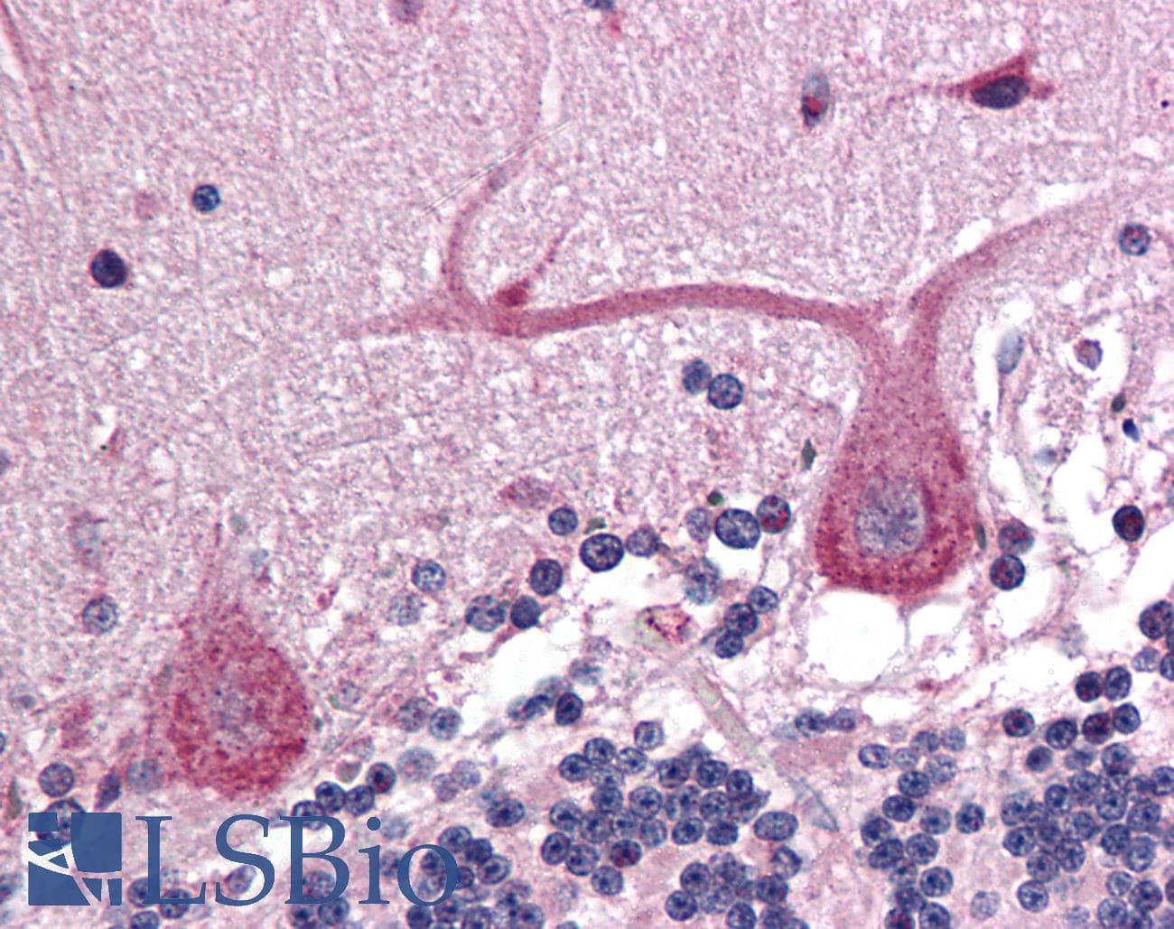 IHC-plus™ DAD1 Antibody