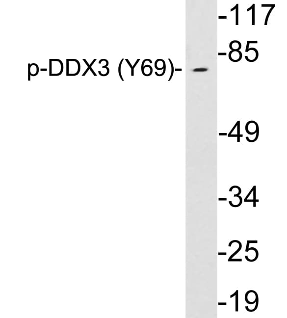 Polyclonal Rabbit anti-Human DDX3 / DDX3X Antibody (phospho-Tyr69, WB)