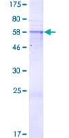 Human PRR7 Protein (Recombinant GST)