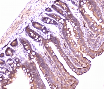 PON1 / ESA Antibody