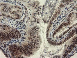 RBPMS / Hermes Antibody (clone OTI2G10, Carrier-free)