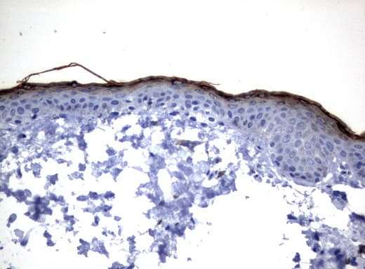 Monoclonal Mouse anti-Human KLK8 / Kallikrein 8 Antibody (clone UMAB85, Carrier-free, IHC, WB)
