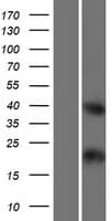 Human C4orf51 Protein (Over-Expression Lysate Myc-DDK (Flag))