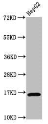 HIST1H3A Antibody