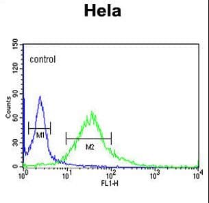 Polyclonal Rabbit anti-Human FMOD / Fibromodulin Antibody (aa337-364, IHC, WB)