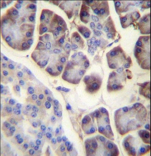 Polyclonal Rabbit anti-Human RPL34 / Ribosomal Protein L34 Antibody (aa37-66, IHC, WB)