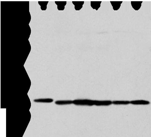 PRDX4 / Peroxiredoxin 4 Antibody