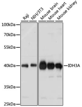 Polyclonal Rabbit anti-Human IDH3A Antibody (WB)