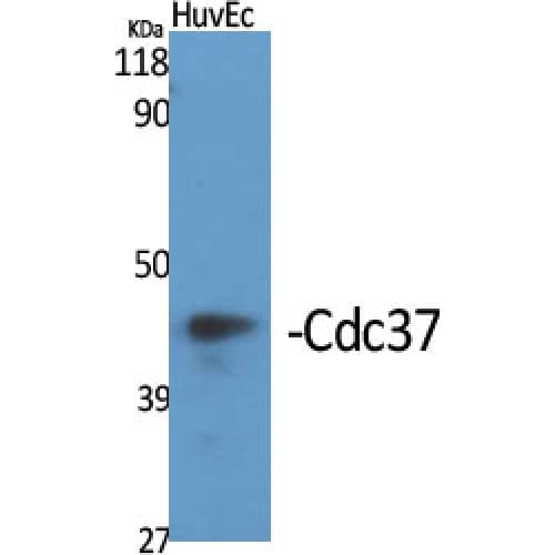CDC37 Antibody (1-80 aa)