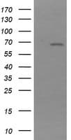 NDOR1 Antibody (clone OTI2G4)