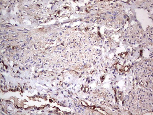 PKM2 Antibody (clone 12B9)