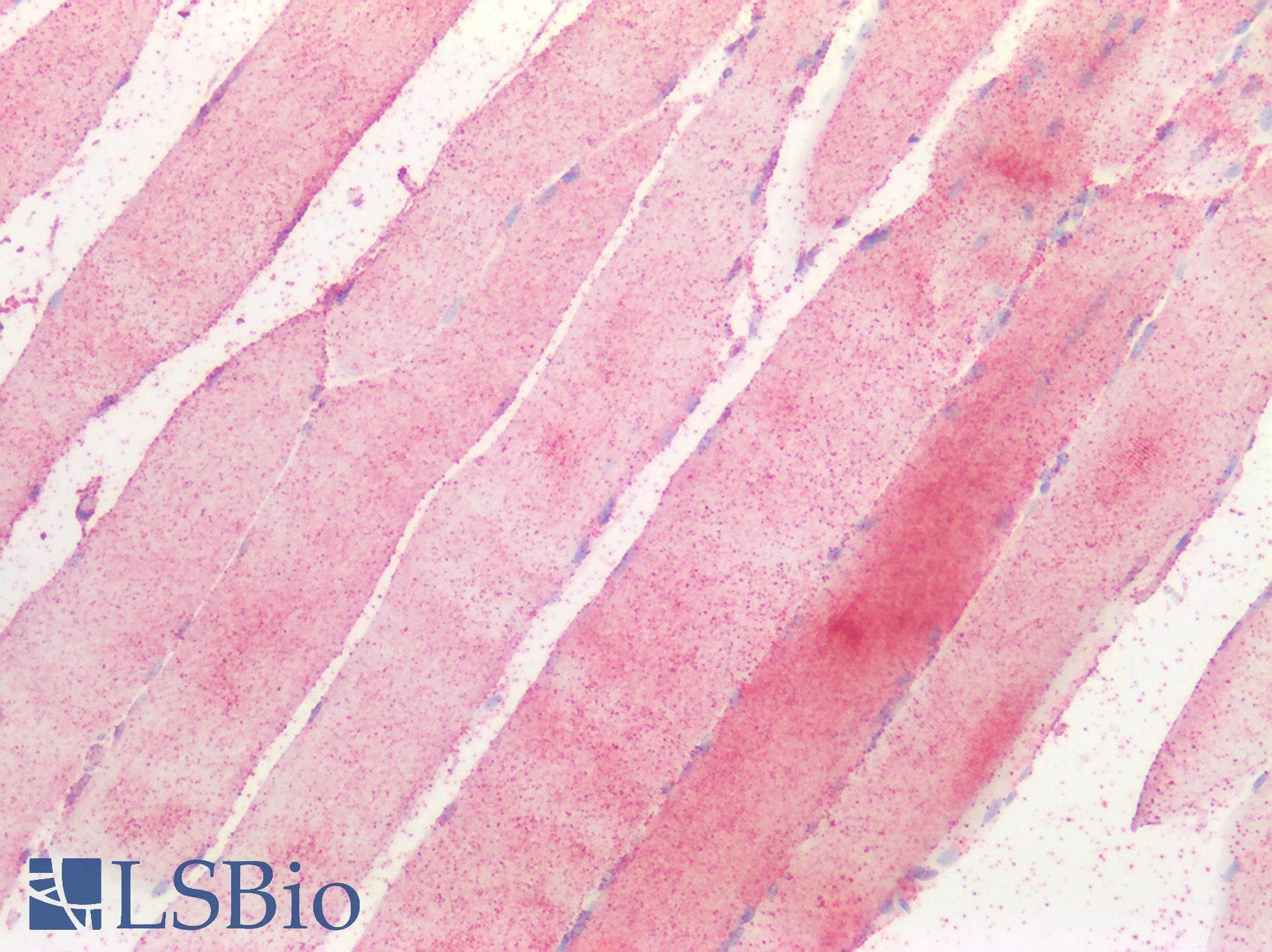 IHC-plus™ GNA12 Antibody (aa370-379)
