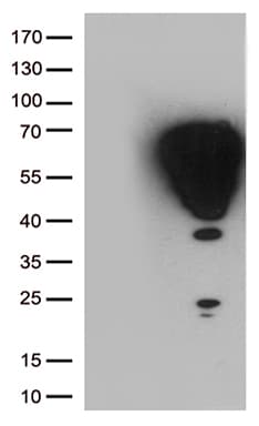 FOS / c-FOS Antibody (clone OTI5A11, Carrier-free)