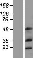 MEOX1 Protein (Over-Expression Lysate Myc-DDK (Flag))