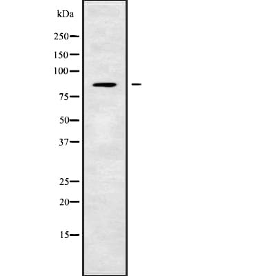 CEP63 Antibody