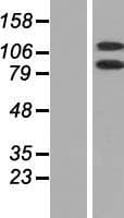 DHX16 / DBP2 Protein (Over-Expression Lysate Myc-DDK (Flag))