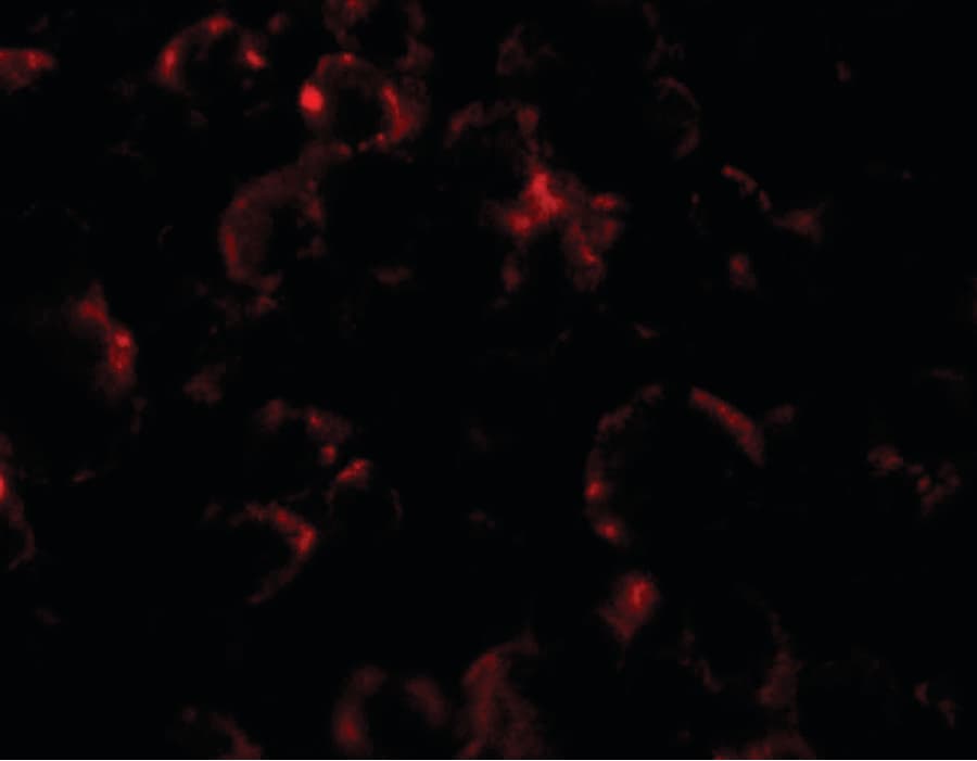 IHC-plus™ YPEL4 Antibody