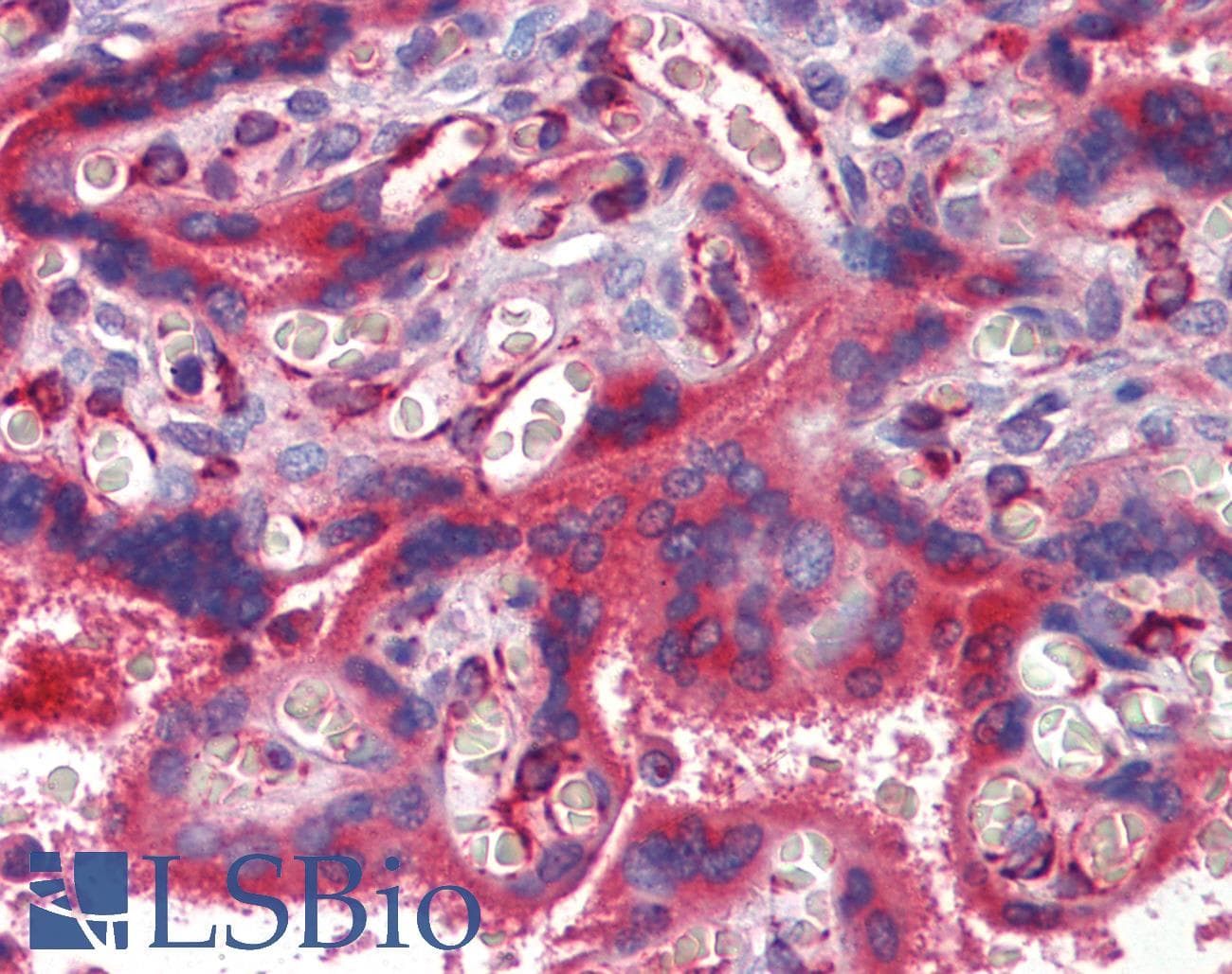 IHC-plus™ Monoclonal Mouse anti-Human APOA4 Antibody (clone 1D4C11, aa21-396, IHC, WB)