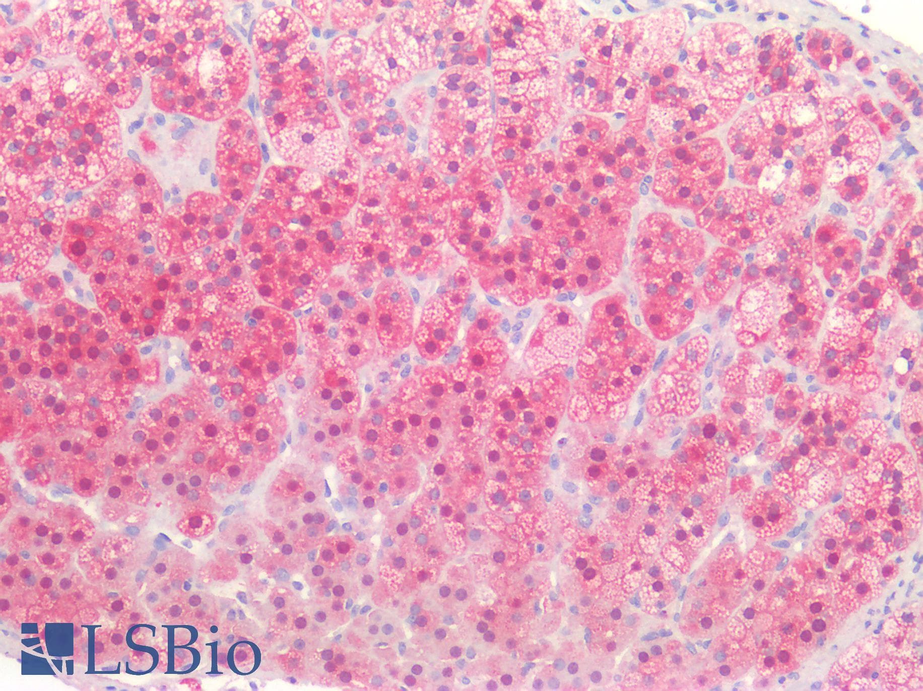 IHC-plus™ BMP2 Antibody