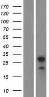 LDLRAD4 / C18orf1 Protein (Over-Expression Lysate Myc-DDK (Flag))